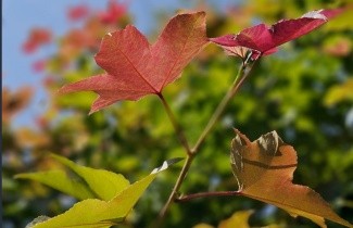 Afbeelding Chinese Amberboom - Liquidambar formosana 'Ellen'