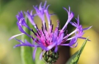 Afbeelding Korenbloem - Centaurea montana 'Grandiflora'