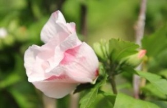 Afbeelding Altheastruik  'Mathilde' - Hibiscus syriacus 'Mathilde'