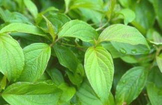 Afbeelding Canadese dwergkornoelje 'Kelseyi' - Cornus sericea 'Kelseyi'