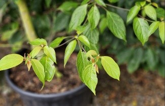Afbeelding Kornoelje alternifolia - Cornus alternifolia