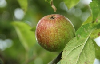 Afbeelding Appel 'Summerred' - Malus domestica 'Summerred'