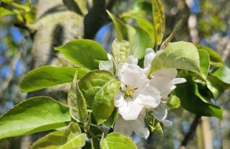 Afbeelding Sierappel 'John Downie' - Malus 'John Downie'