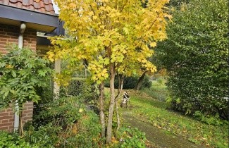 Afbeelding Kolchische Esdoorn - Acer cappadocicum 'Aureum'