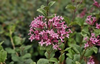 Afbeelding Sering 'Pink Perfume' - Syringa bloomerang  'Pink Perfume'
