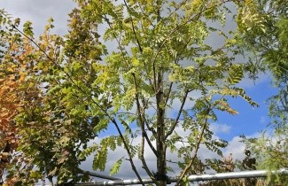 Afbeelding opgaand groeiende lijsterbes - Sorbus aucuparia 'Wettra'