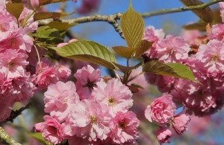 Afbeelding Japanse sierkers 'Kanzan' - Prunus serrulata 'Kanzan'