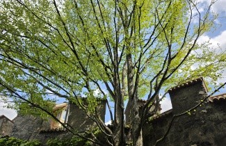Afbeelding Katsuraboom - Cercidiphyllum japonicum