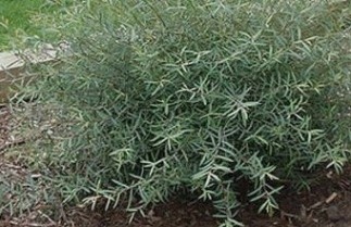 Afbeelding Bittere wilg, Dwergwilg - Salix purpurea 'Nana'
