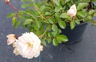 Afbeelding Bodembedekkende roos 'Swany' - Rosa (H) Swany