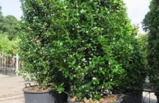 Afbeelding Blauwe Hulst - Ilex meserveae 'Blue Maid'