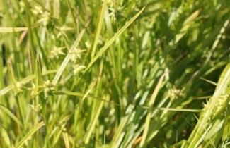 Afbeelding Zegge 'Snowline' - Carex conica 'Snowline'