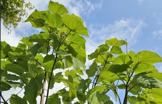 Afbeelding Anna Paulownaboom 'Hulsdonk' - Paulownia tomentosa 'Hulsdonk'