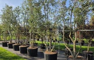 Afbeelding Kurkeik - Quercus suber