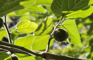 Afbeelding Papiermoerbei - Broussonetia papyrifera