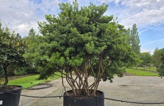 Afbeelding Japanse Azalea - Rhododendron Azalea Japonica ‘Purple Splendor’
