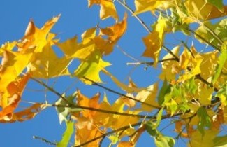 Afbeelding Kolchische esdoorn - Acer cappadocicum