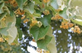 Afbeelding Zilverlinde - Tilia tomentosa