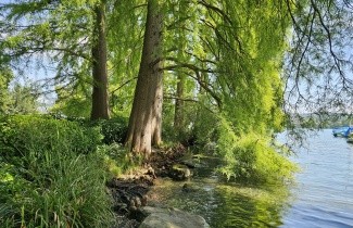 Afbeelding Moerascypres - Taxodium distichum