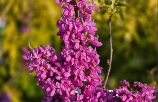 Afbeelding Chinese Judasboom 'Avondale' - Cercis chinensis 'Avondale'