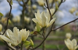 Afbeelding Magnolia 'Yellow River' - Magnolia 'Yellow River'