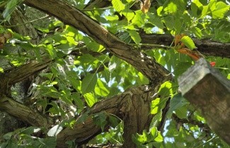 Afbeelding Trompetklimmer - Campsis radicans