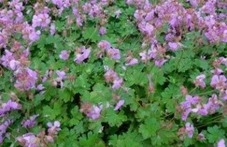 Afbeelding Ooievaarsbek, 'Cambridge' - Geranium cant. 'Cambridge'