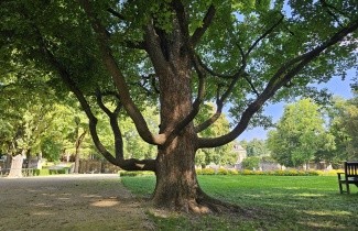 Afbeelding Veldesdoorn - Acer campestre
