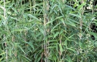 Afbeelding Japanse bamboe 'Blue Lizard' - Fargesia 'Blue Lizard'