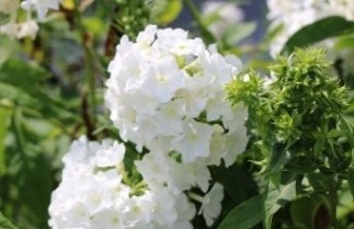 Afbeelding Vlambloem 'Rembrandt' - Phlox paniculata 'Rembrandt'