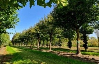 Afbeelding Veldesdoorn, Spaanse aak - Acer campestre