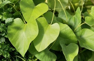 Afbeelding Pijpbloem - Aristolochia durior