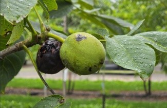 Afbeelding Walnoot 'Cyril' - Juglans regia 'Cyril'