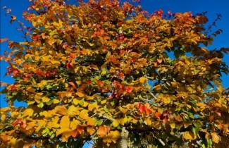 Afbeelding Perzisch IJzerhout - Parrotia persica