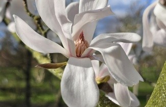Afbeelding Magnolia 'Merrill' - Magnolia loebneri 'Merrill'