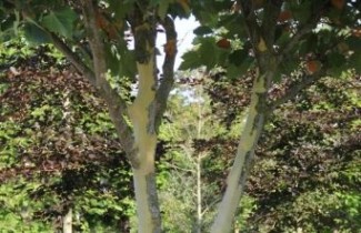 Afbeelding Plataan - Platanus x hispanica