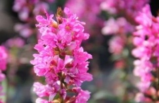 Afbeelding Grote kattenstaart - Lythrum salicaria 'Robert' per kist á 24 st.