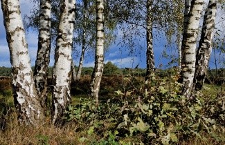 Afbeelding Ruwe Berk - Betula pendula