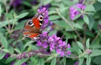 Afbeelding Vlinderstruik 'Free Petite Dark Pink' - Buddleja davidii 'Free Petite Dark Pink'