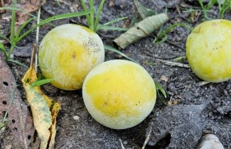 Afbeelding Pruim 'Mirabelle de Nancy' - Prunus domestica 'Mirabelle de Nancy'