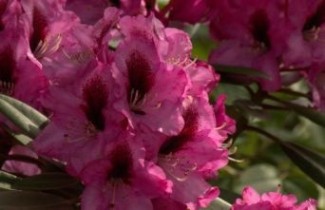 Afbeelding Rododendron 'Kokardia' - Rhododendron 'Kokardia'