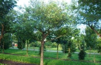 Afbeelding Zwarte Berk - Betula nigra
