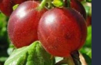 Afbeelding Doornloze kruisbes - Ribes uva-crispa 'Captivator'