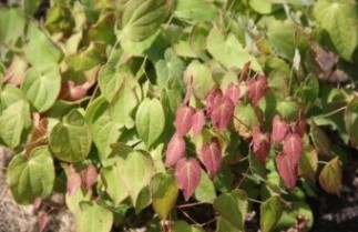 Afbeelding Elfenbloem 'Sulphureum' - Epimedium versicolor 'Sulphureum'