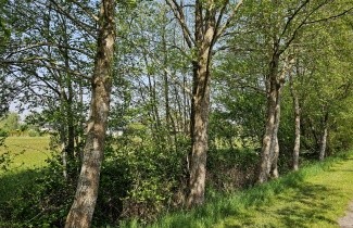 Afbeelding Hartbladige els - Alnus cordata