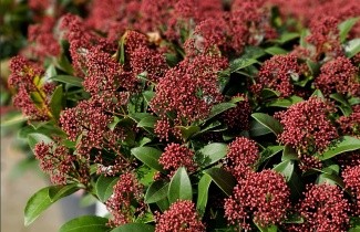 Afbeelding Skimmia - Skimmia japonica 'Rubella'