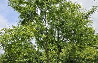Afbeelding Valse Christusdoorn 'Inermis' - Gleditsia triacanthos 'Inermis'