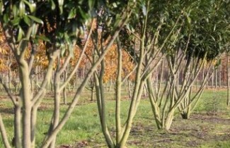 Afbeelding Laurierkers 'Novita' - Prunus laurocerasus 'Novita'