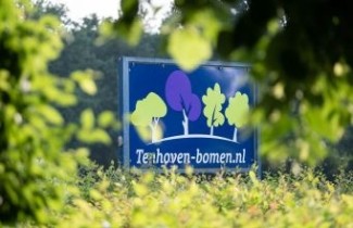 Afbeelding Dwergmispel - vakbeplanting - Cotoneaster bullatus
