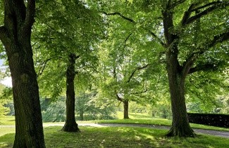 Afbeelding Koningslinde - Tilia x europaea 'Pallida'